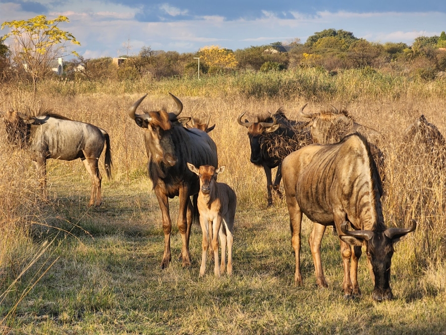 Commercial Property for Sale in La Camargue Private Country Estate North West